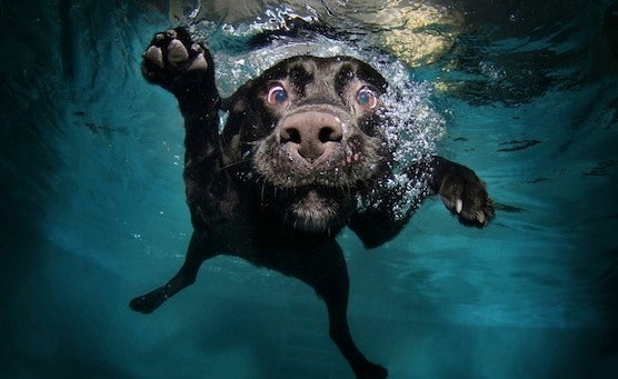 Des portraits hilarants de chiens sous l'eau