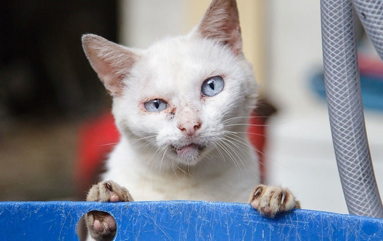 En images : la vie des chats de gouttière au Japon