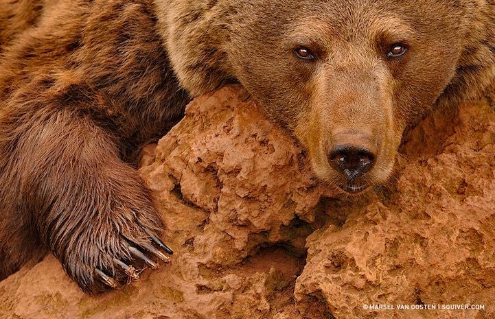 Photo : Marsel van Oosten invente l'érotisme chez les ours