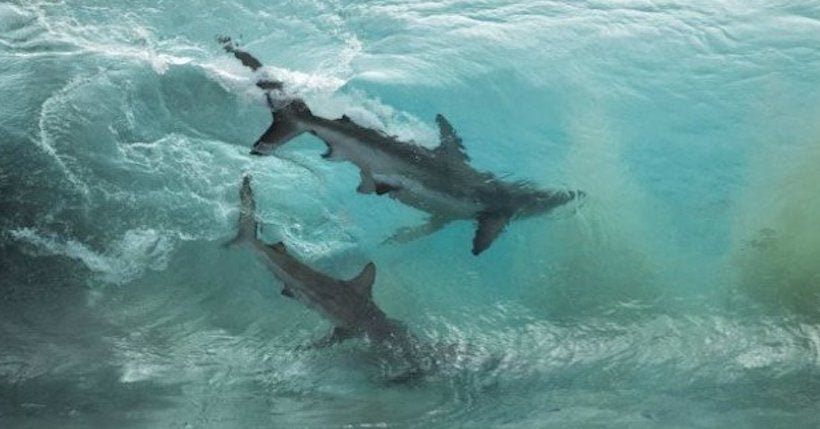 À l’intérieur d’une vague, un ballet de requins immortalisé en Australie