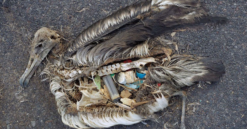 Plastic Capitalism, le livre qui sensibilise à la pollution plastique dans le monde