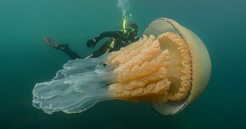 En Angleterre, une méduse géante de 1,5 mètre immortalisée par deux plongeurs