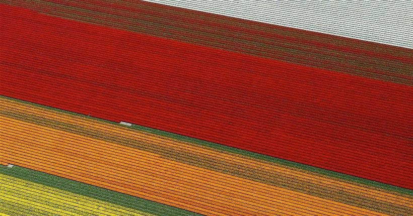 En images : vus du ciel, ces champs de tulipes forment de sublimes patchworks colorés
