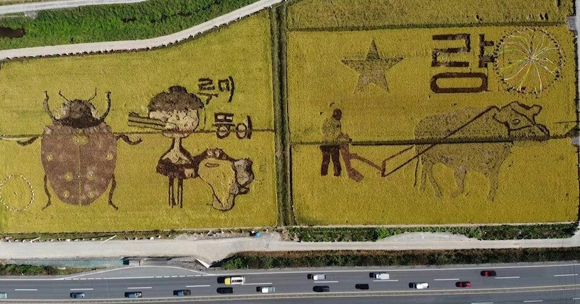 En Corée du Sud, des rizières deviennent des œuvres d'art monumentales